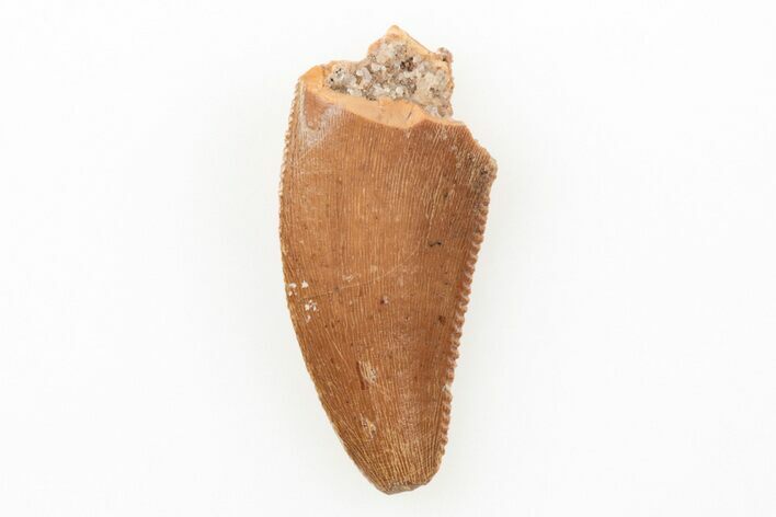 Serrated, Raptor Tooth - Real Dinosaur Tooth #196391